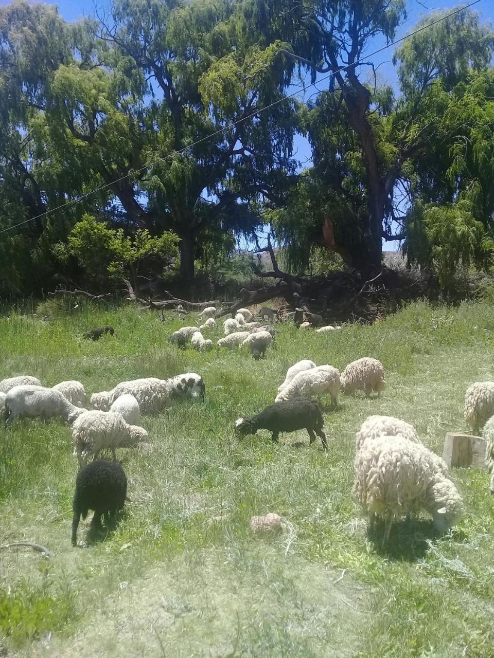 Cabana El Cardon,Casita En El Campo Quebradeno Humahuaca Esterno foto